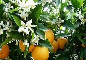 رایحه سحرانگیز بهار نارنج