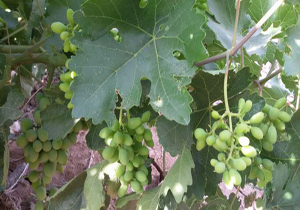 آغاز برداشت غوره از باغات شهرستان کیار