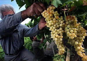 پیش بینی برداشت 2 هزار و 700 تن انگور از باغات ایوان