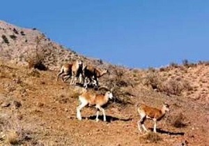 اجرای طرح سرشماری وحوش در منطقه الموت