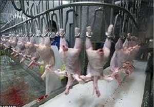 تولید بیش از 10هزارتن گوشت مرغ از ابتداي سال 95 در استان سمنان