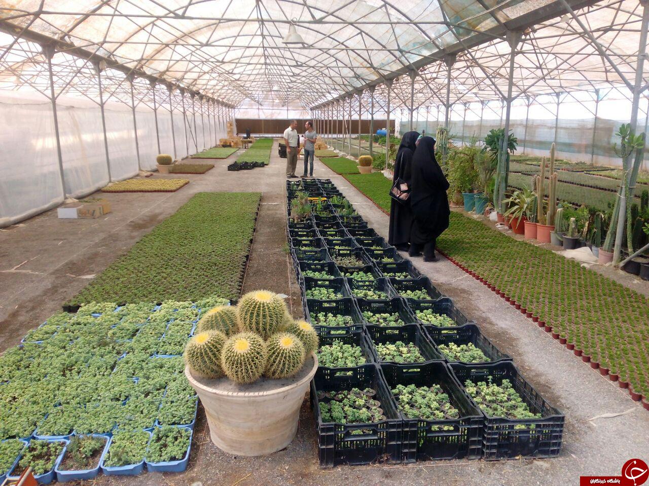 مشهد دومین عرضه کننده گل کاکتوس کشور