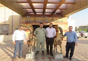 کشف 2 گونه کل وحشی تاکسیدرمی