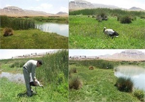 رها سازی یک قطعه لک لک سفید درآغوش طبیعت سلماس