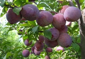 آغاز برداشت آلو از باغات "آذربایجان غربی"