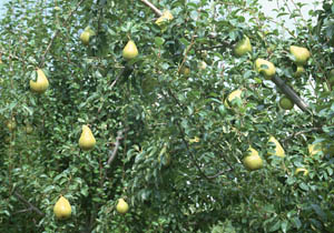 آموزش پرورش درخت گلابی درخانه
