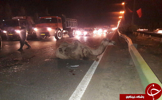 حال وروز دو خودرو سواری پس ازبرخوردبا شتر در قم+تصاویر حال وروز دو خودرو سواری پس ازبرخوردبا شتر در قم+تصاویر