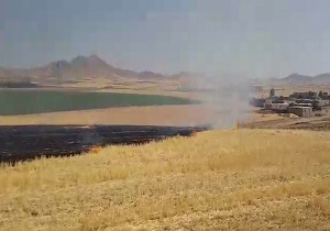 زمین‌هایی که در آتش چَرای دام‌ها سوخت! + فیلم