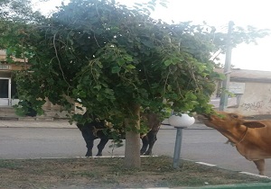 گاوهایی که در میدان شهر می‌چَرند + فیلم