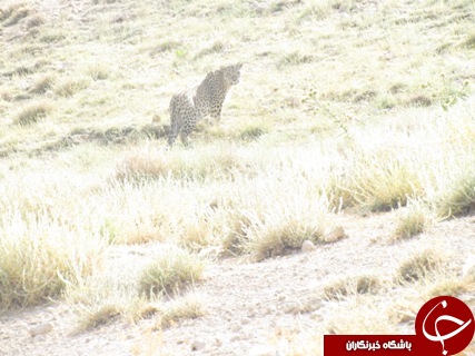 ثبت تصاویر پلنگ ایرانی در پارک ملی صیدوا +تصاویر