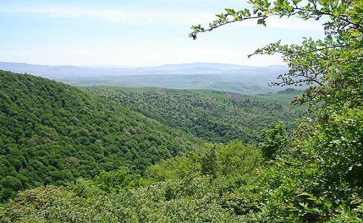 آشنایی با جنگل دشت شاد