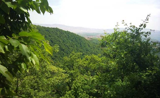 آشنایی با جنگل دشت شاد