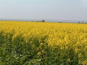 برنامه ریزی کشت 46 هزار هکتار کلزا در گلستان برای سال زراعی آینده