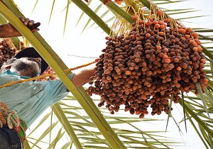 برداشت بیش از 2هزار تنی خرما در استان