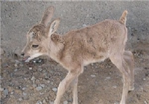 نجات  بره میش از گرما زدگی
