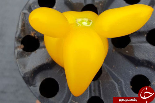 گوجه فرنگی دوست داشتنی به شکل اردک+ تصاویر