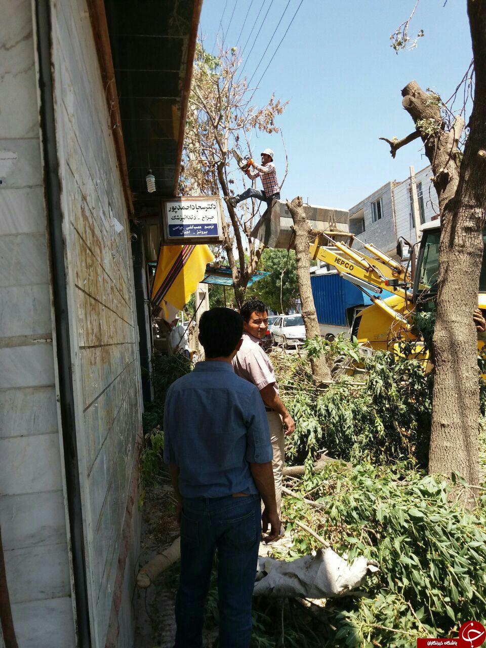 قطع درختان در ترکمانچای + تصاویر قطع درختان در ترکمانچای + تصاویر