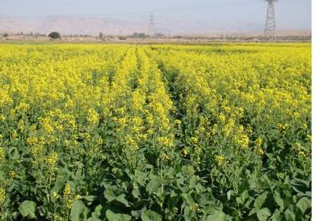 افزایش 33درصدی برداشت کلزا در خراسان رضوی