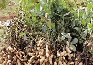 کشت بادام زمینی در اراضی پارس آباد