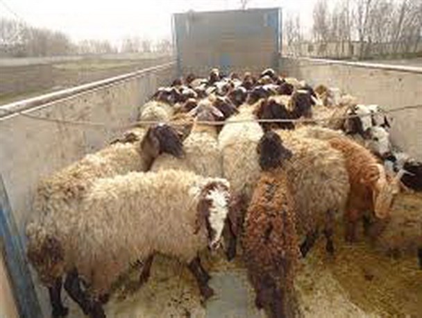 کشف 324 راس احشام غیر بهداشتی قاچاق در شهرستان بهار