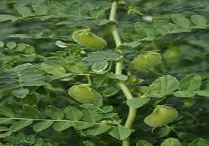 برداشت نخود از مزارع استان آذربایجان غربی