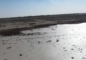 پساب بلای جان محصولات کشاورزی شاهین شهر