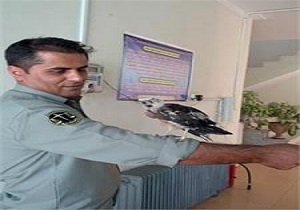 تحویل یک جوجه کرکس به حفاظت محیط زیست
