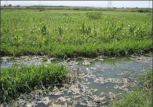 کشت سبزی آلوده ،ممنوع