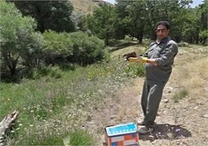 رهاسازی تیمار یک سارگپه زخمی