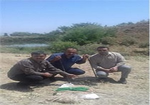 کشف 40 قطعه پرنده سهره از شکارچیان