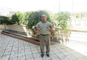 دستگیری متخلف زنده گیری پرندگان