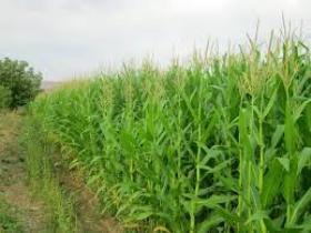 توصیه های زراعی هواشناسی به کشاورزان گلستانی
