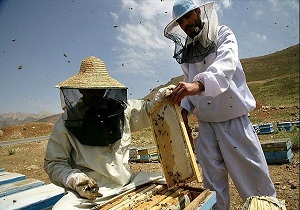 پیش بینی برداشت 17 تن عسل در شهرستان ملکشاهی
