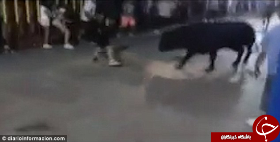 حمله گاو در جشنواره اسپانیا +تصاویر