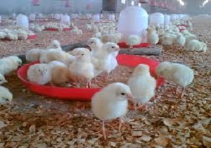 تولید پنج میلیون قطعه جوجه یکروزه در آبیک