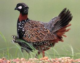 دستگیری شکارچی دراج در شوشتر