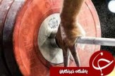 هیجان المپیک جان مادربزرگ را گرفت