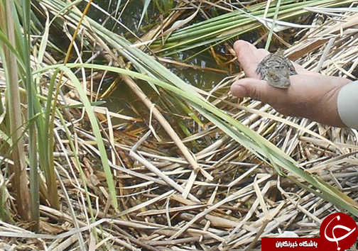 تولد نوزادان تمساح پوزه کوتاه به روایت تصویر