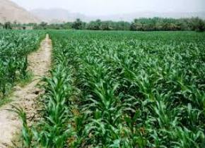 کارگاه آموزشی زراعت سویا در علی آباد کتول