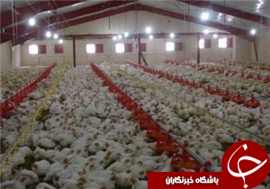 کاهش ۱۹ درصدی جوجه ریزی در مرغداریهای استان
