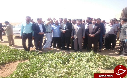 بازدید وزیر از مزرعه خربزه هیبریدی