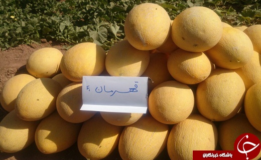 بازدید وزیر از مزرعه خربزه هیبریدی