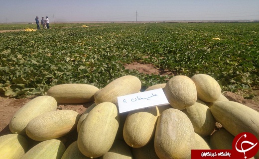 بازدید وزیر از مزرعه خربزه هیبریدی