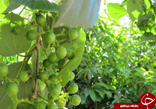 آشنایی با خواص دارویی گیاه سپستان