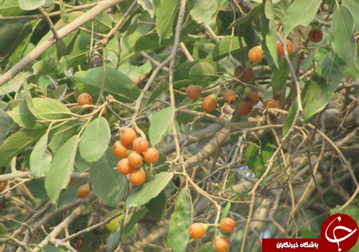 آشنایی با خواص دارویی گیاه سپستان