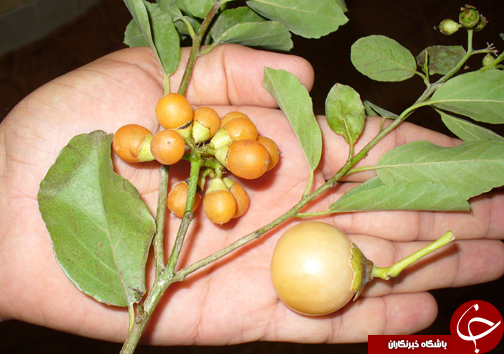 آشنایی با خواص دارویی گیاه سپستان