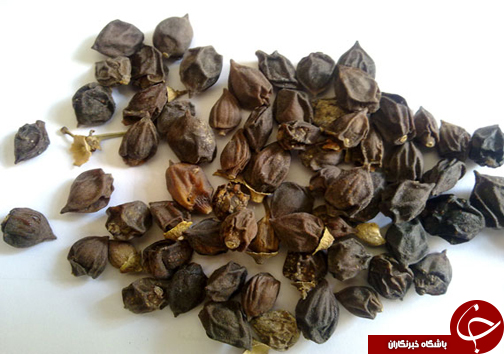 آشنایی با خواص دارویی گیاه سپستان