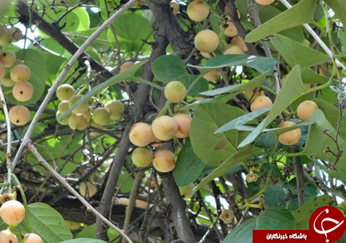 آشنایی با خواص دارویی گیاه سپستان