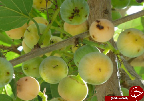 آشنایی با خواص دارویی گیاه سپستان