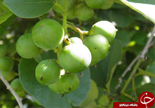آشنایی با خواص دارویی گیاه سپستان